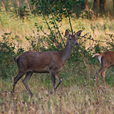 Red deer rut